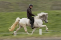 Arko vom Heesberg, Hingst, Stallion, Islandsk hest, Icelandic horse