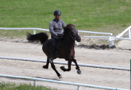 Oddaverji frá Leirubakka, Hingst, Stallion, Islandsk hest, Icelandic horse