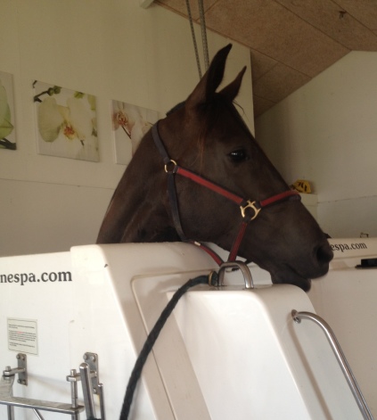 Bispelund Aqua Spa Hydroterapi spabehandling hest