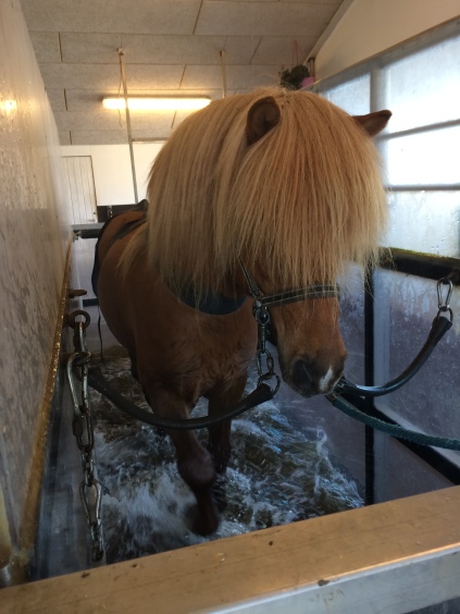 Bispelund Aqua vandbånd vandløbebånd hest